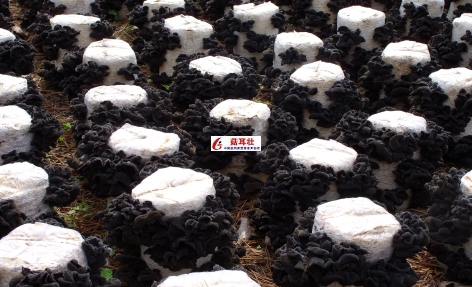 菇耳壮减少杂菌危害图片